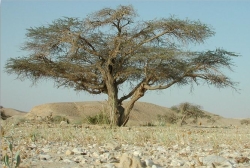 acacia in Negev (Roger Gelfand)